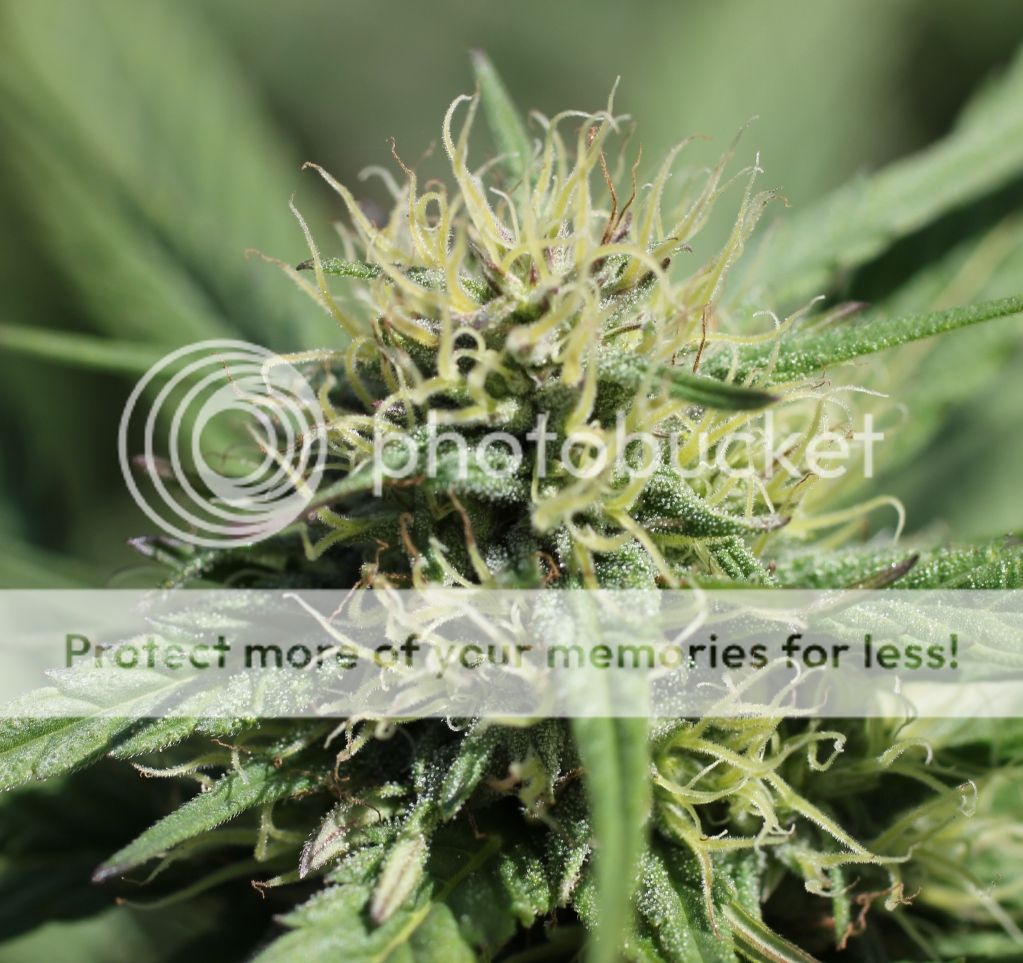 f46dee31.jpg