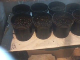 PhenoHuntVeggRoomandCuts002_zps69b27bdd.jpg