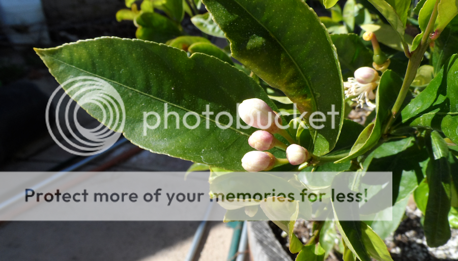 LemonBuds_zps8c0b2342.png