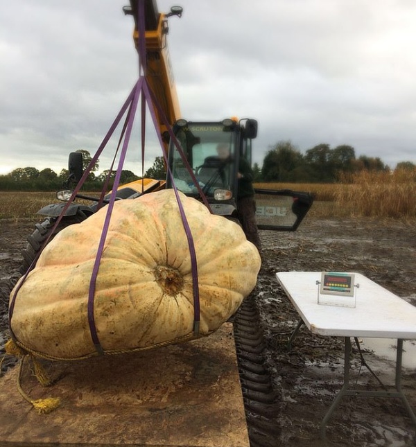 biggest_pumpkin_01.jpg