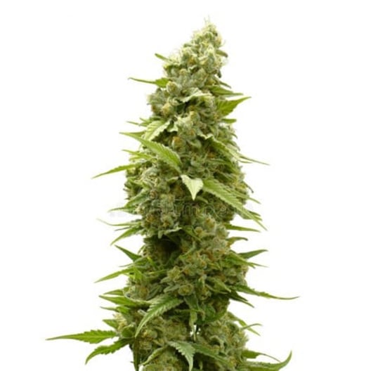 www.pacificseedbank.com