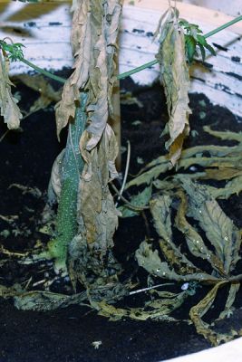 PICT0018.jpg