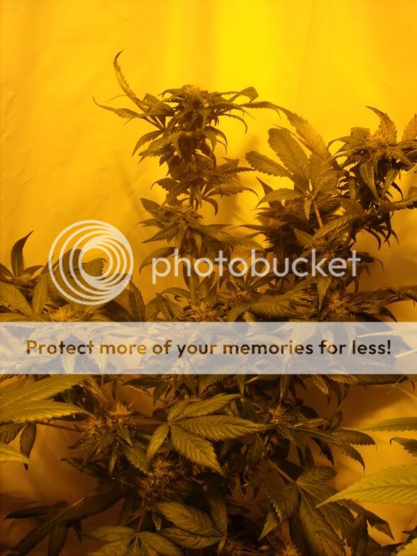 plants17008.jpg