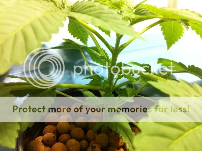 plant12.jpg