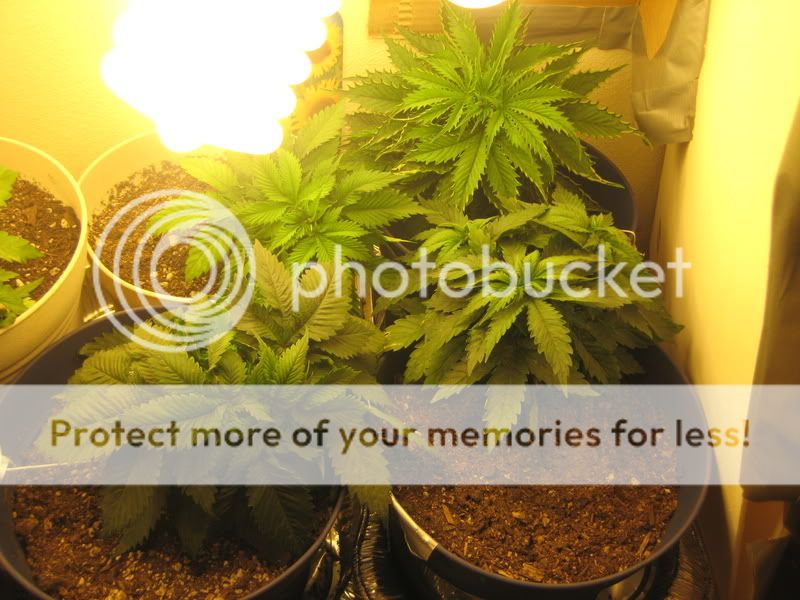 plants025.jpg