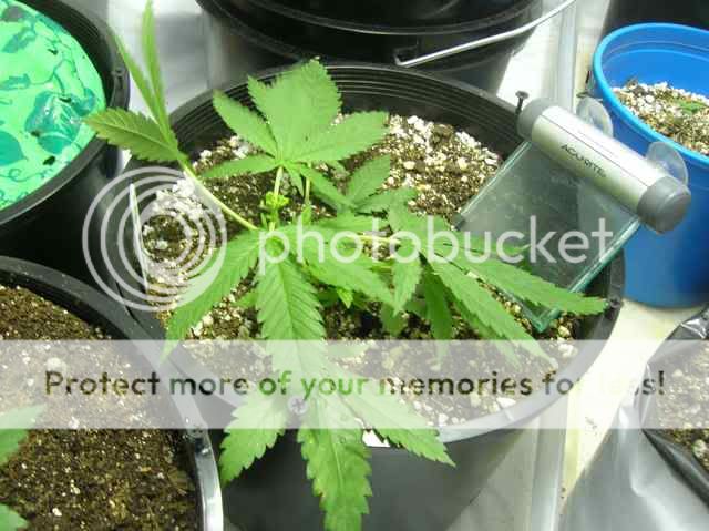 DSCN1084.jpg