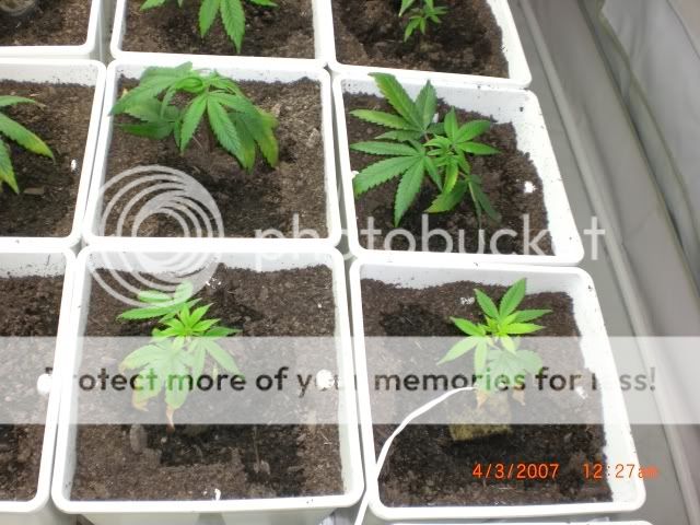 plants3dy4.jpg