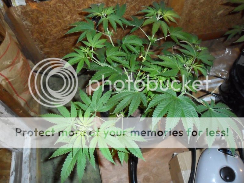SAM_0137_zps211fda30.jpg