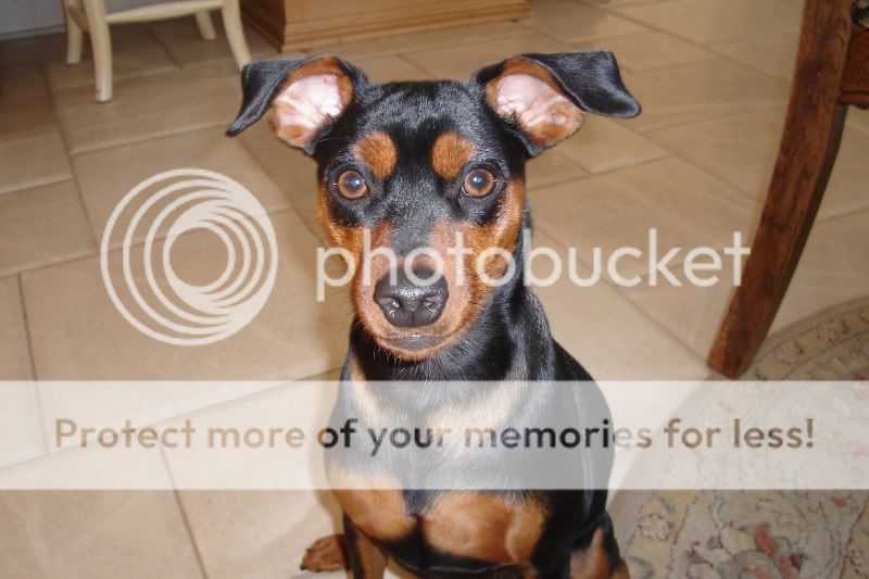 bently.jpg
