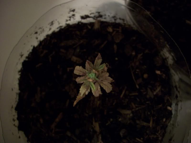 100_0506.jpg
