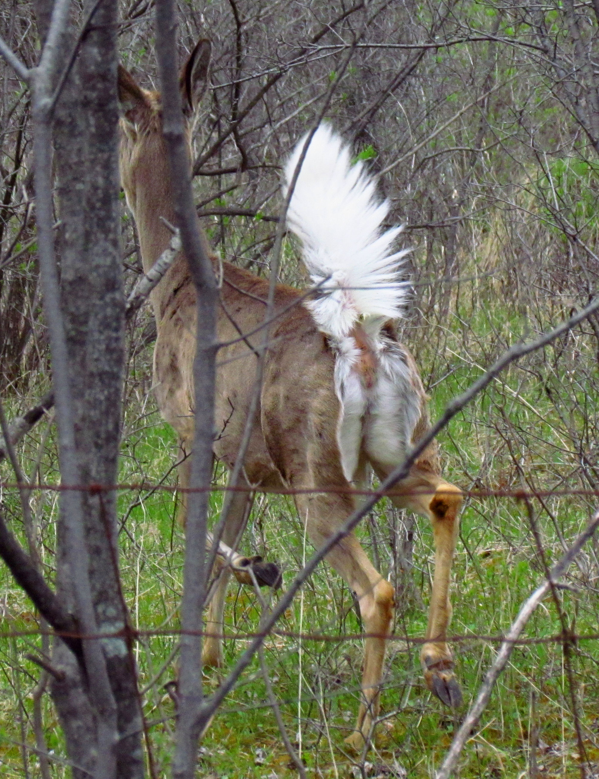 White-tailed_deer,_tail_up.jpg