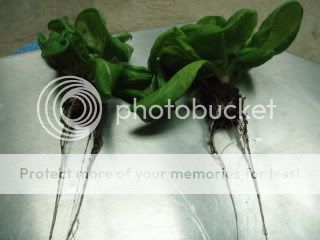 LumiGrowvsHPSrootdevelopmentcompari.jpg