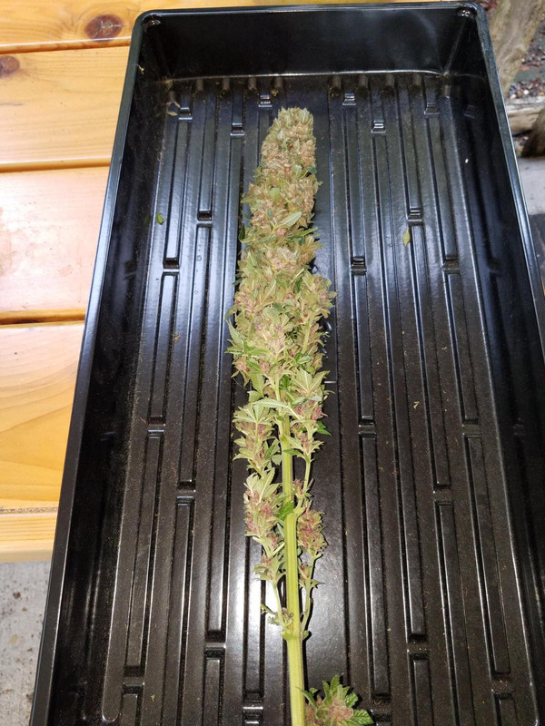 pckrbud.jpg