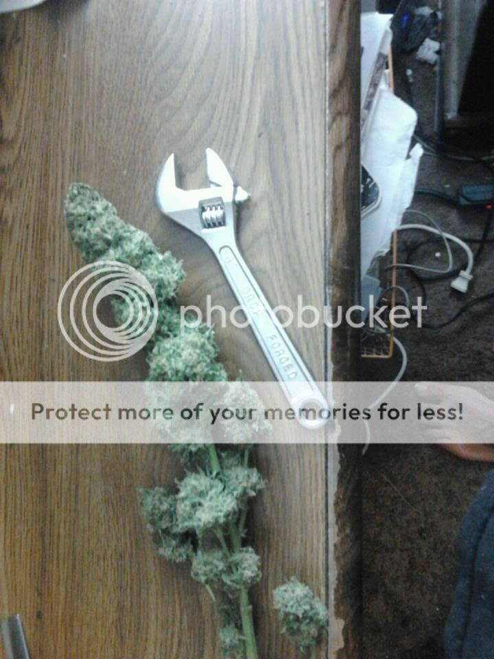 wrenchbud.jpg