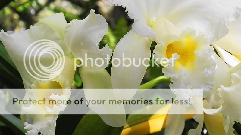 Orchidblooms.jpg