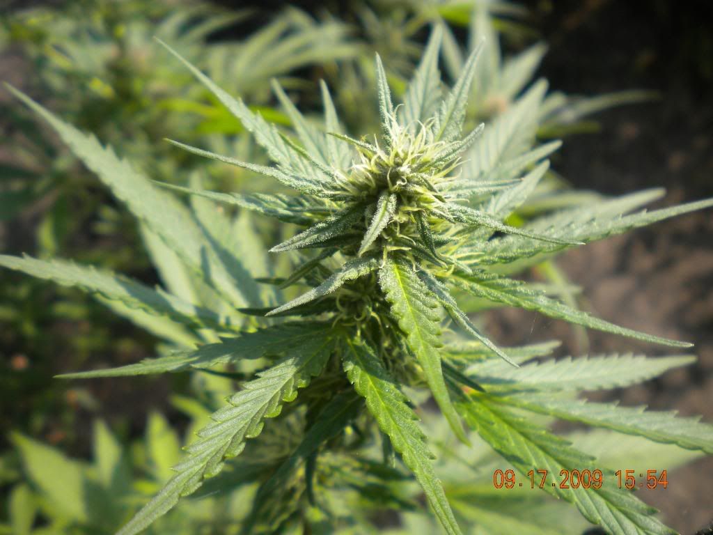 weed013.jpg
