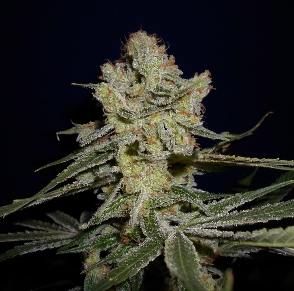 SAM_1507_zps4d84af8f.jpg