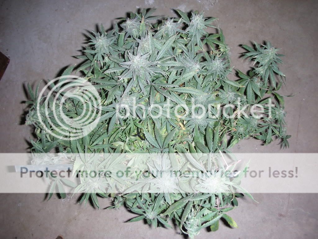 DSCN2657.jpg