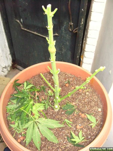 Blueberry1_Harvest_35_.jpg