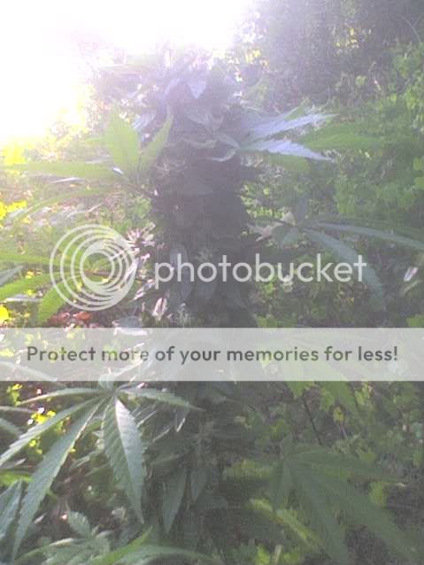 12_zpscbfc3d76.jpg