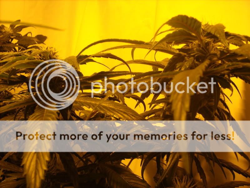 plants15004.jpg