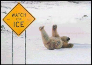 polar_bear_ice.jpg