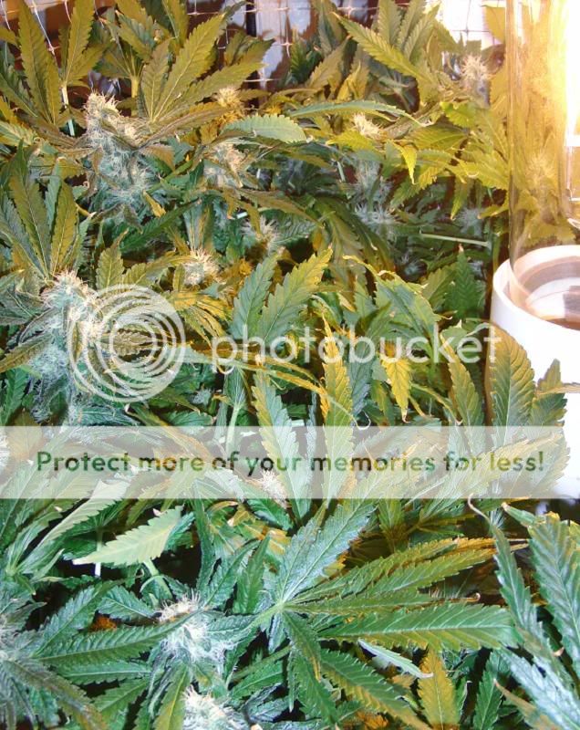 Week14Bud34.jpg