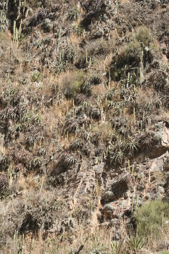 CactusPeru002.jpg