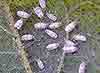 pests_whitefly.jpg