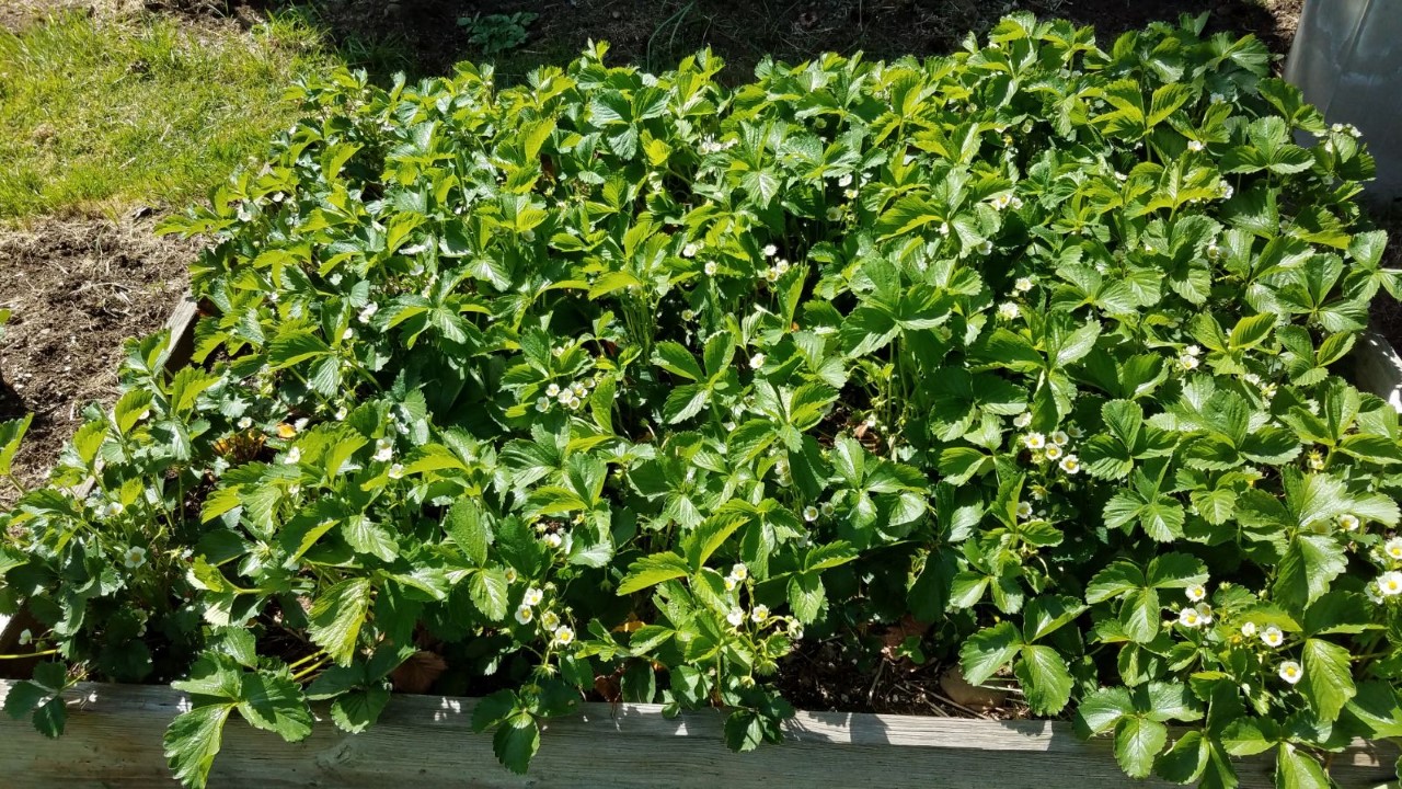 straberries54.jpg