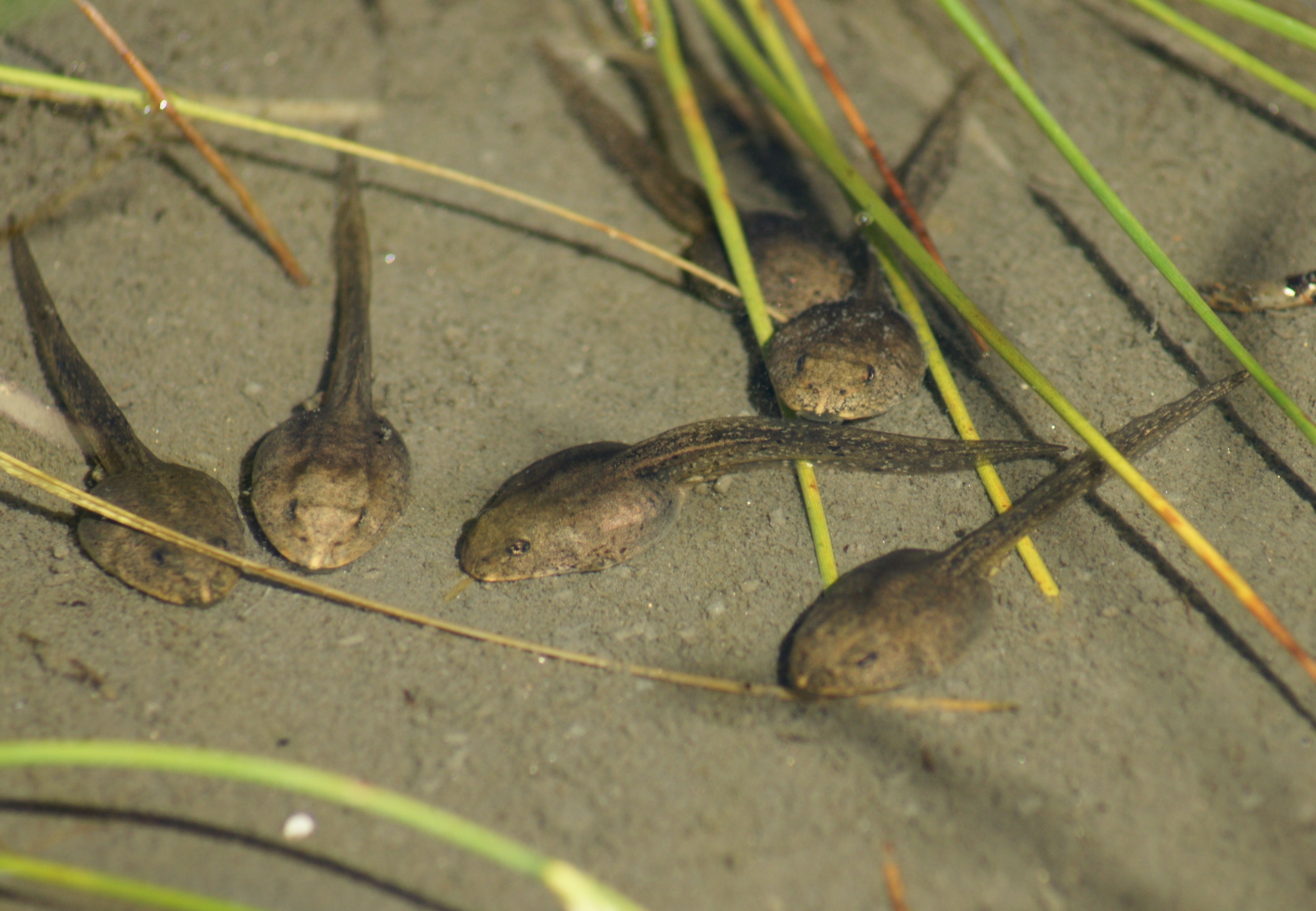 Kaulquappen_Tadpole_3.JPG