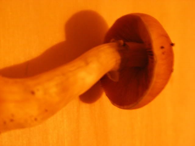 projects068.jpg