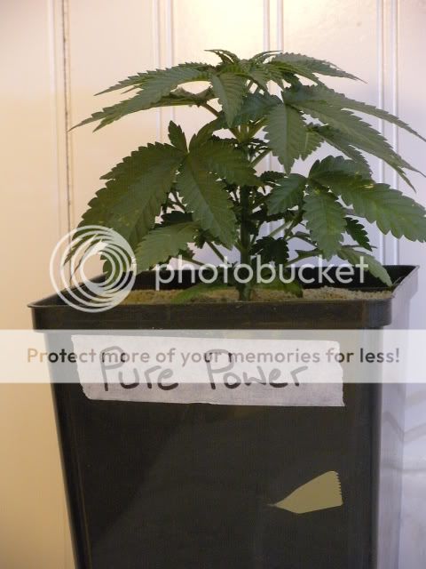 DSCN1647.jpg