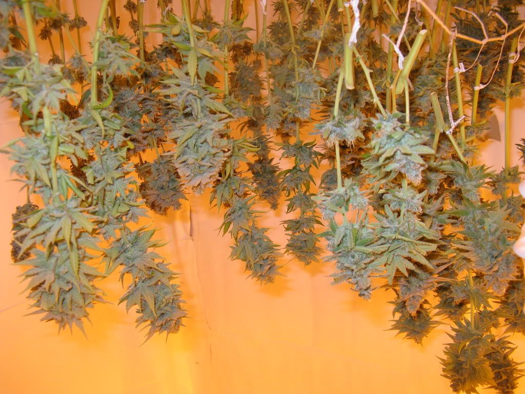 harvestpics002.jpg