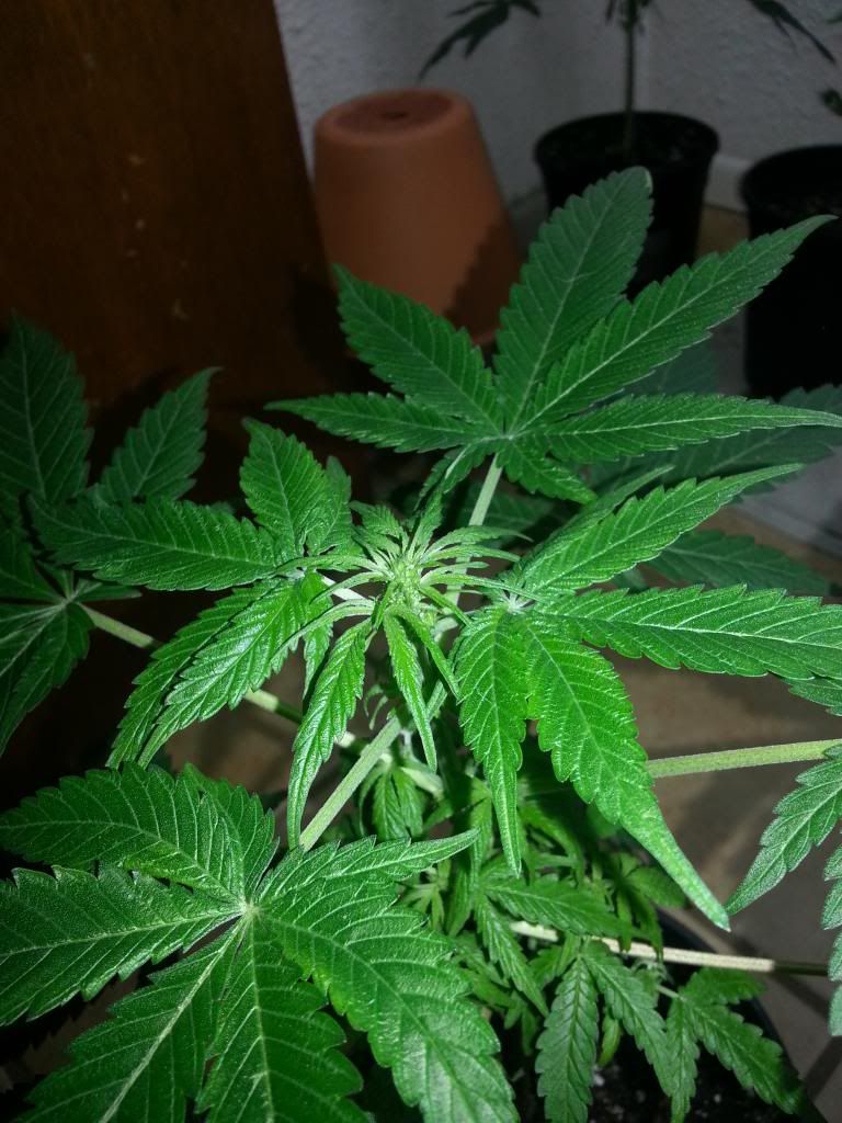 auto_zpse92ada29.jpg