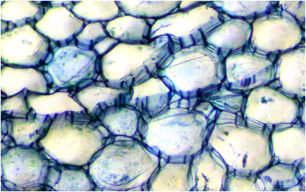 image028.png