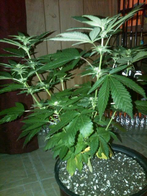 IMG00514-20110802-1746.jpg