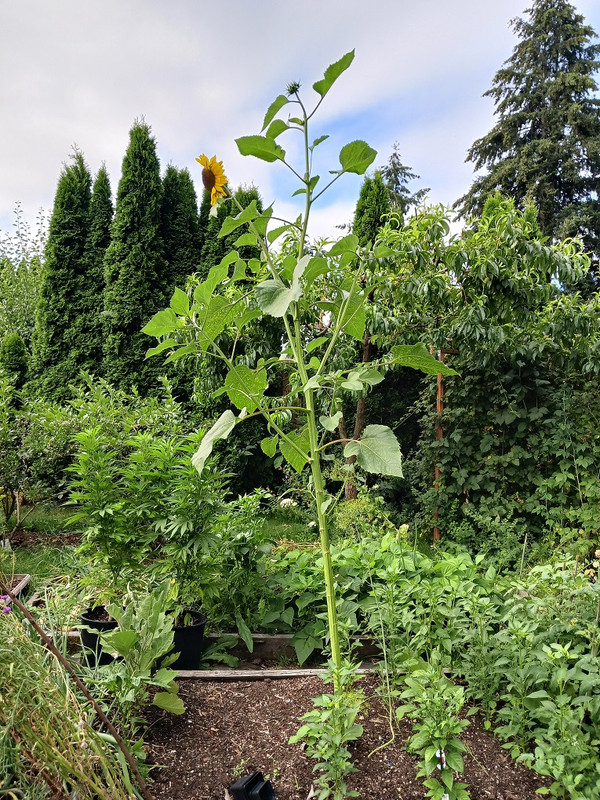 sunflower-B08022022.jpg