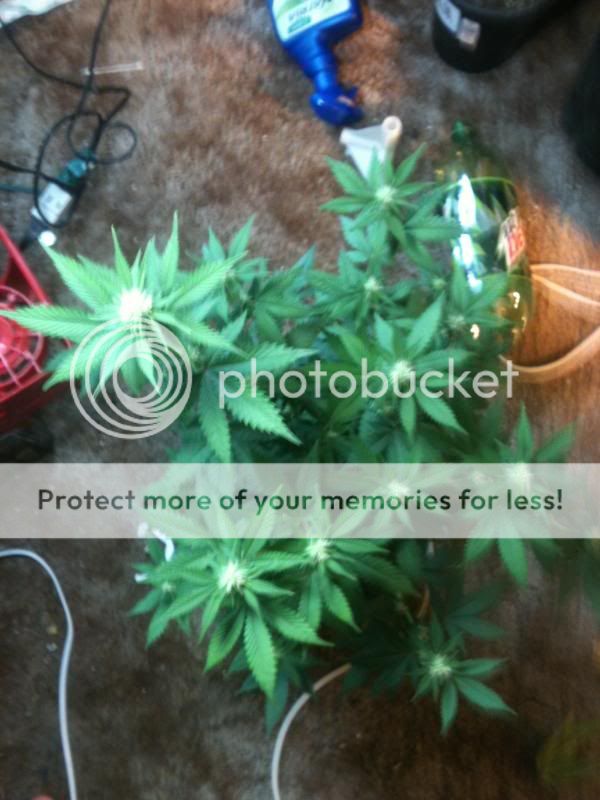 bigupdate007_zpsa9be7242.jpg