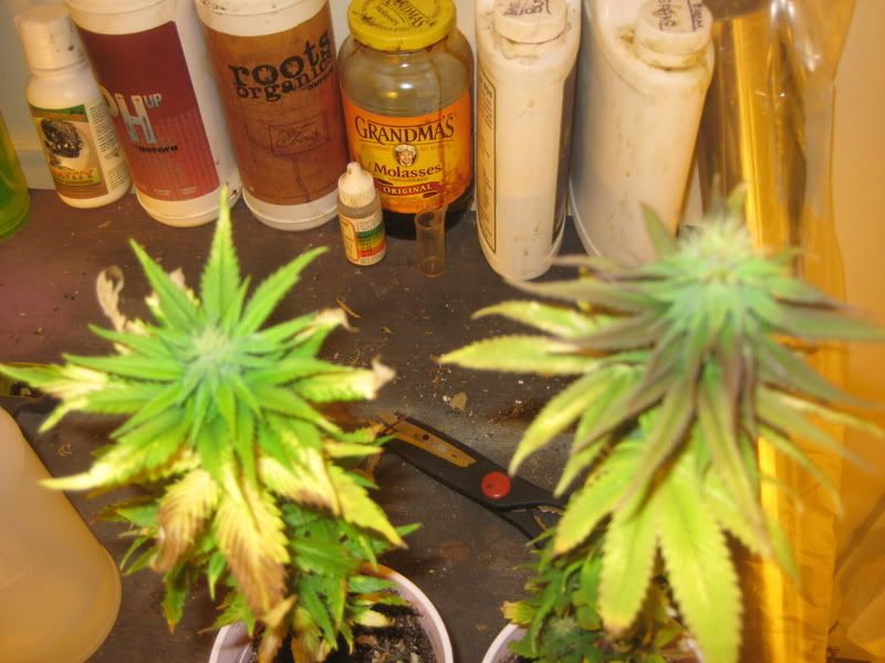 plants298.jpg