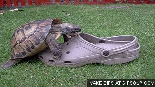 Always Thought Crocs Were Comfy? Sorry Guys, But Doctors Say They ...