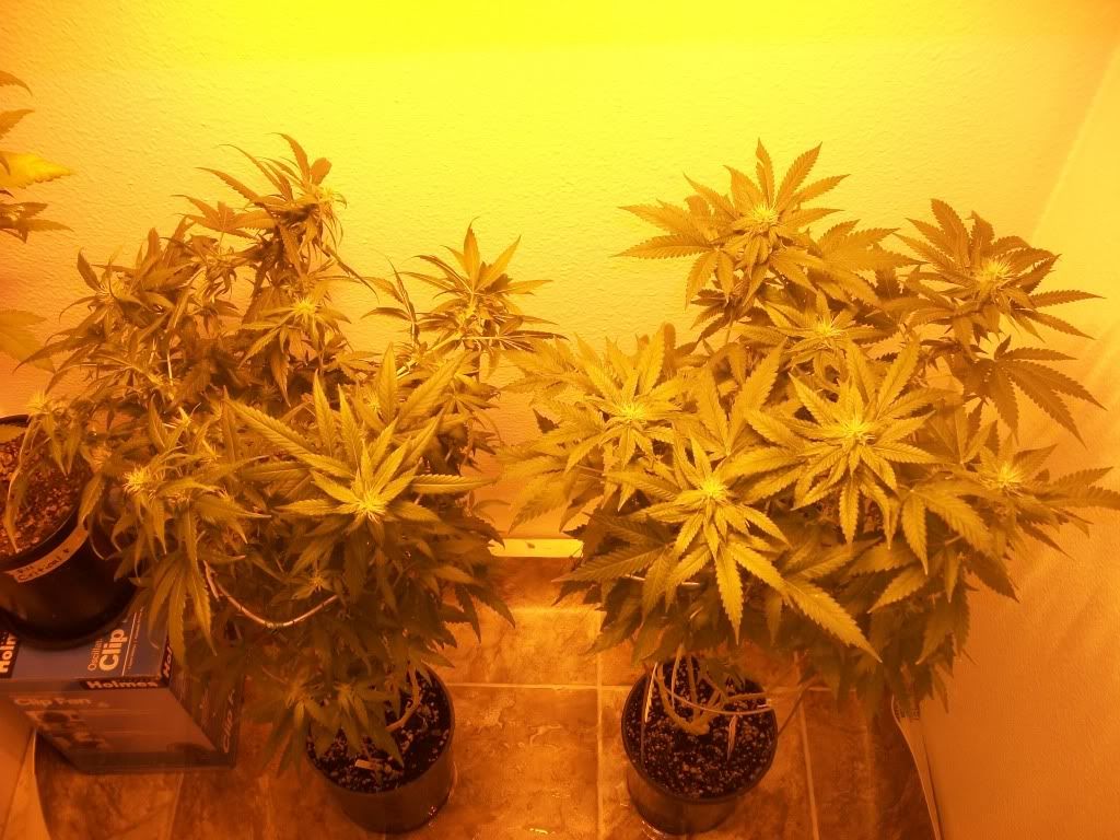 10-03-11004.jpg