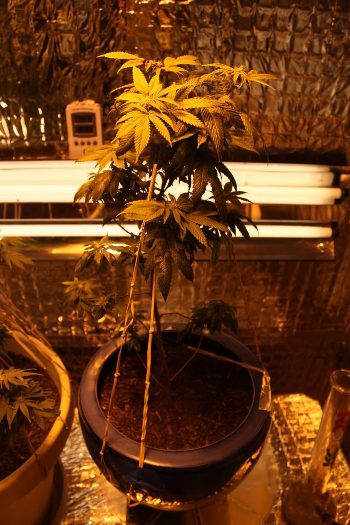 Plant242611.jpg