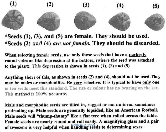 SexinhCannabis.jpg