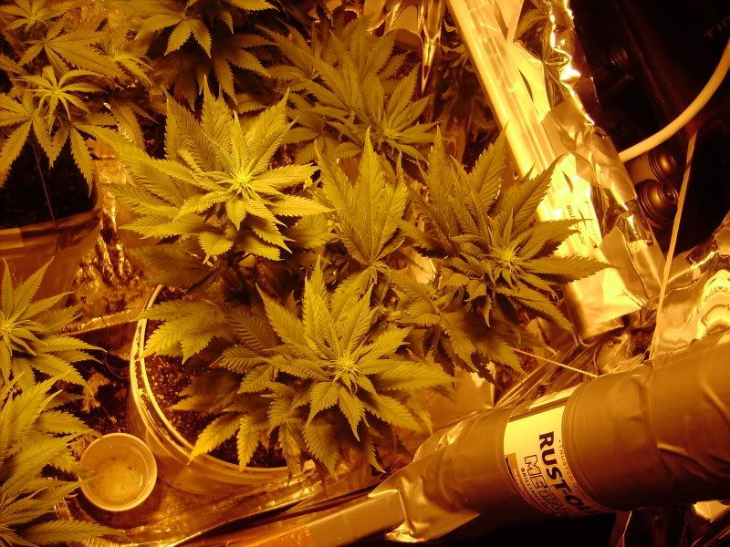 plants118.jpg