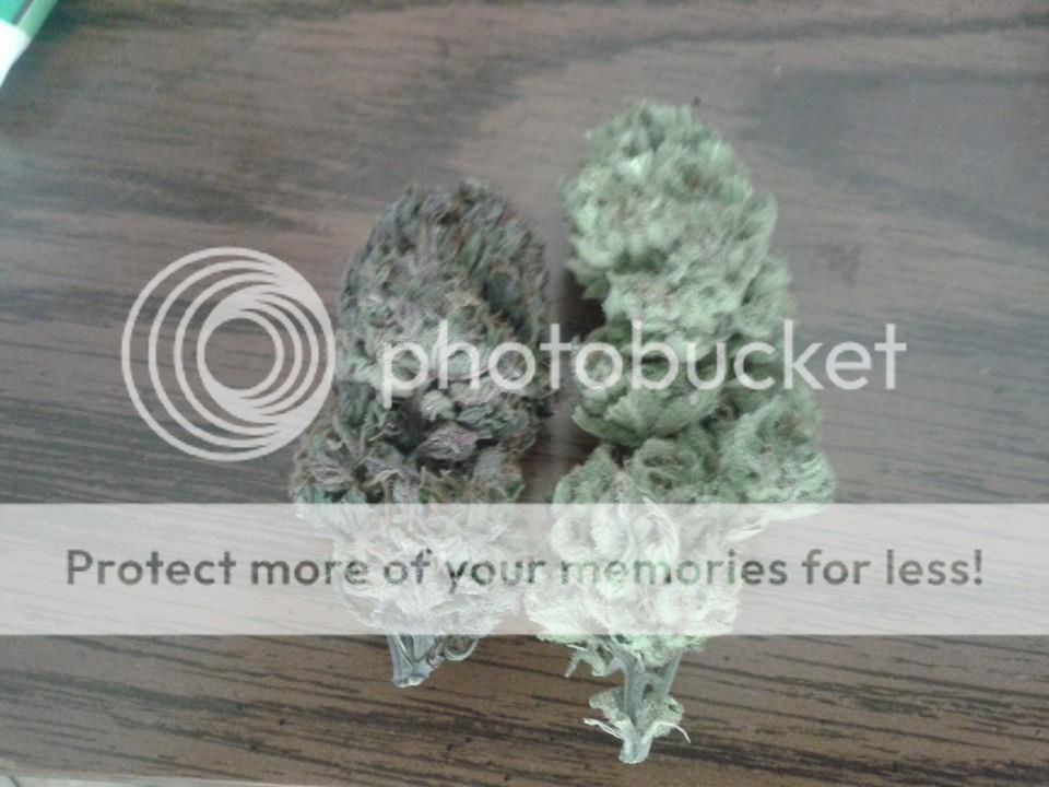 purple-chemdog-sour-lemon-kush.jpg