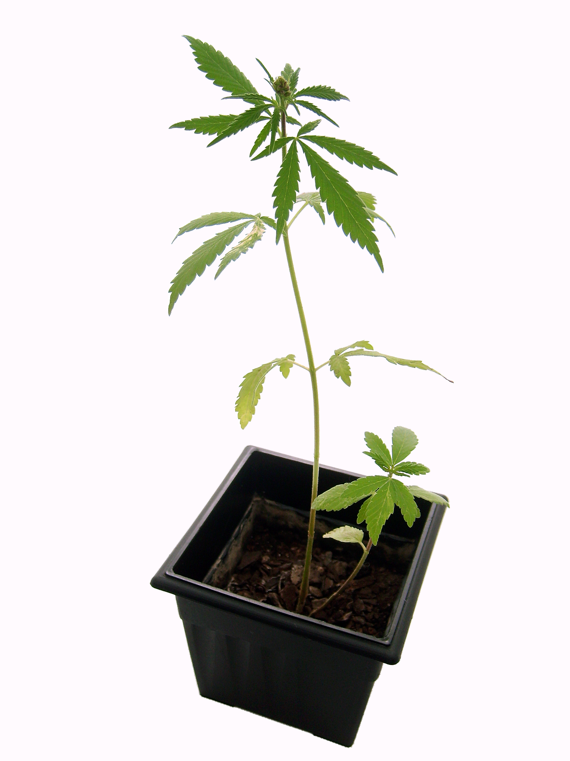 Marijuana_plant.jpg