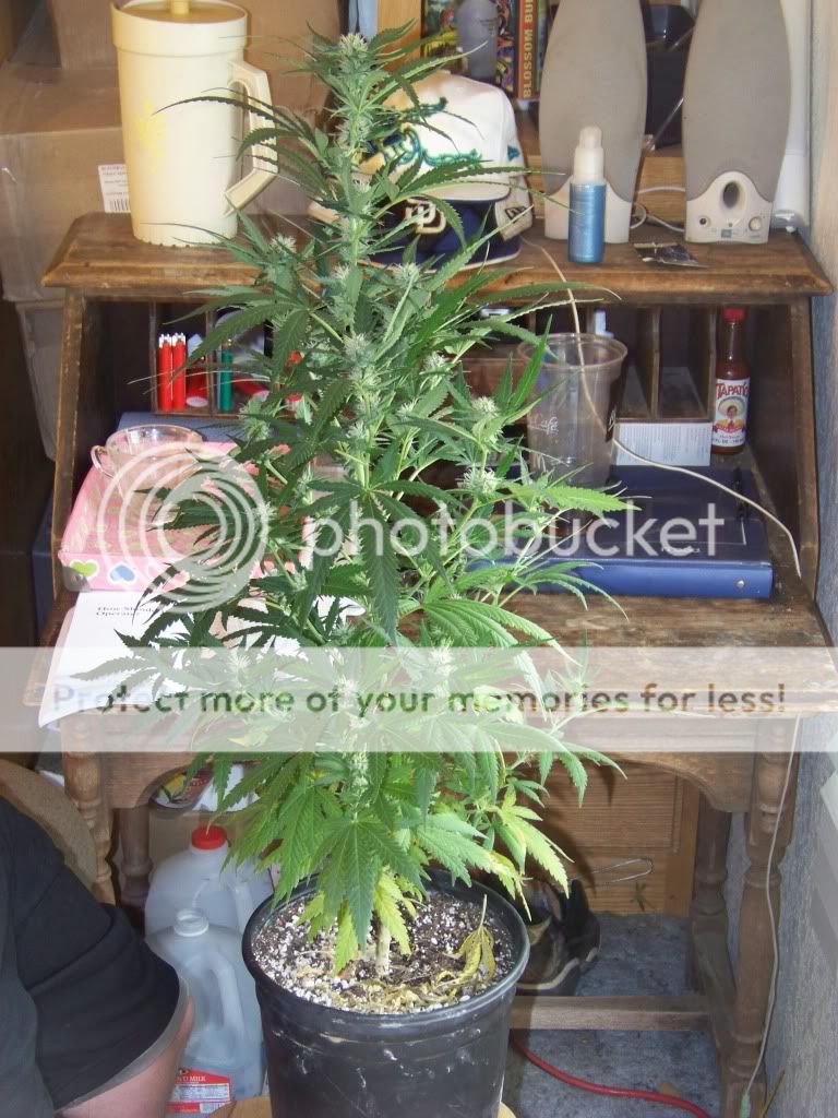 20daysflowering11.jpg