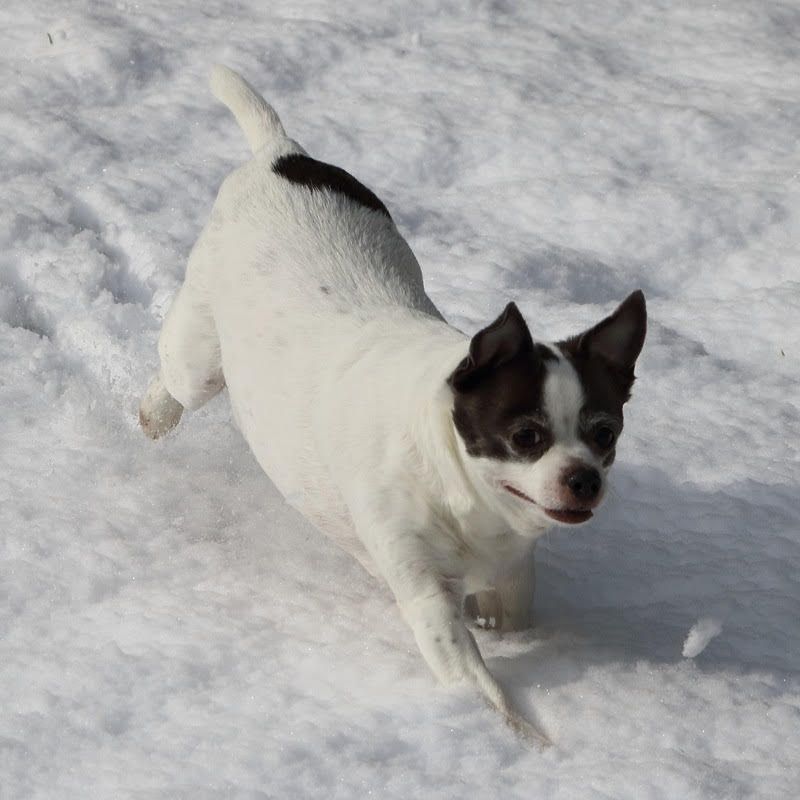 dogsnow2.jpg