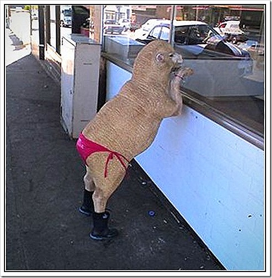 sheep1_thumb.jpg